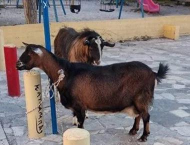 Αλλη μία επιτυχία της ΕΛΑΣ: Συνέλαβε μια κατσίκα και έναν τράγο στην Κρήτη!